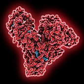 Human serum albumin molecule