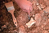 Atapuerca fossil excavation,Gran Dolina