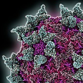 Rhinovirus and antibody,molecular model