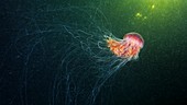 Lion's mane jellyfish