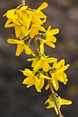Forsythia x intermedia 'Lynwood Gold'