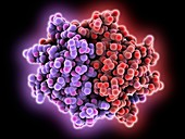 Streptavidin bacterial protein