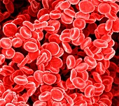 Red blood cells,SEM