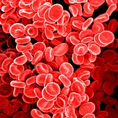 Red blood cells,SEM