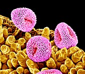 Geranium pollen,SEM