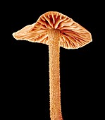 Mushroom,SEM