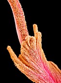 Carnation flower pistil,SEM