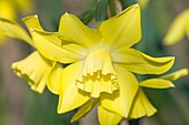 Daffodil (Narcissus 'Pipit')