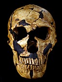 Neanderthal fossil skull La Ferrassie 1