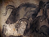 Prehistoric cave paintings,Chauvet