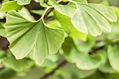 Ginkgo biloba leaves