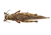 Egyptian locust