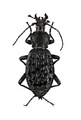 Ground beetle