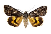 Catocala conversa moth