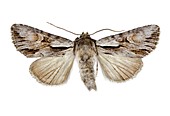 Pale-shouldered cloud moth