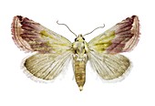 Beautiful marbled moth