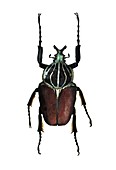 Goliath beetle