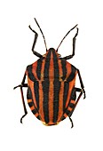 Minstrel bug