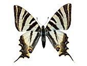 Scarce swallowtail butterfly