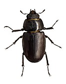 Stag beetle