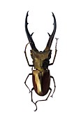 Stag beetle