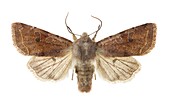 Clouded drab moth