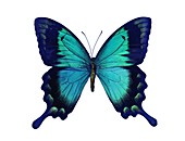 Sea green swallowtail butterfly