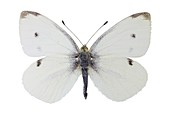 Small white butterfly
