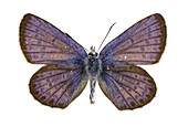 Idas blue butterfly
