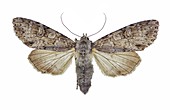 Grey arches moth