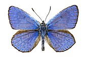 Escher's blue butterfly