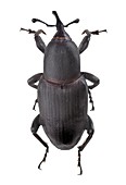 Weevil