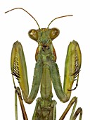 African mantis