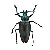 Titan beetle