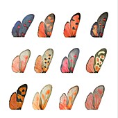 Burnet moth wings