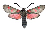 Five-spot burnet moth