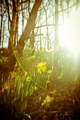 Daffodils (Narcissus sp.) in woodland