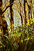 Daffodils (Narcissus sp.) in woodland