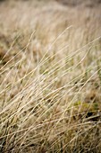 Moorland grass