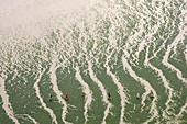 Algae covered beach,Normandy,France
