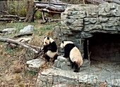 Giant pandas in captivity