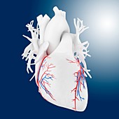 Heart's coronary blood vessels,artwork