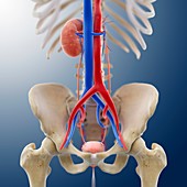 Single-kidney anatomy,artwork