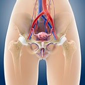 Female reproductive anatomy,artwork