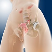 Female genito-urinary anatomy,artwork