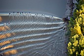 Surfers on the Garonne tidal bore