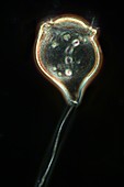 Vorticella protozoan,light micrograph