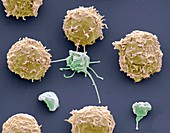 White blood cells and platelets,SEM