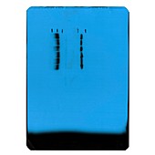 Western blot electrophoresis gel