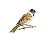 Common reed bunting,artwork